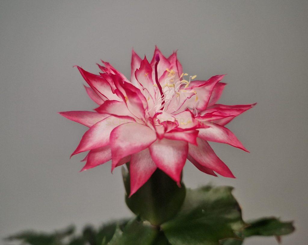 Schlumbergera 'Lizzy'