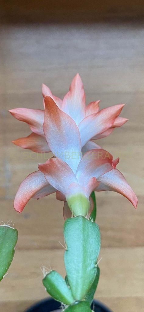 Schlumbergera 'Louanna Lunde'