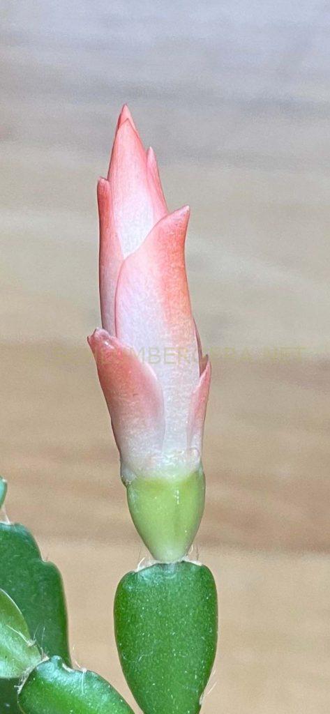 Schlumbergera 'Louanna Lunde'
