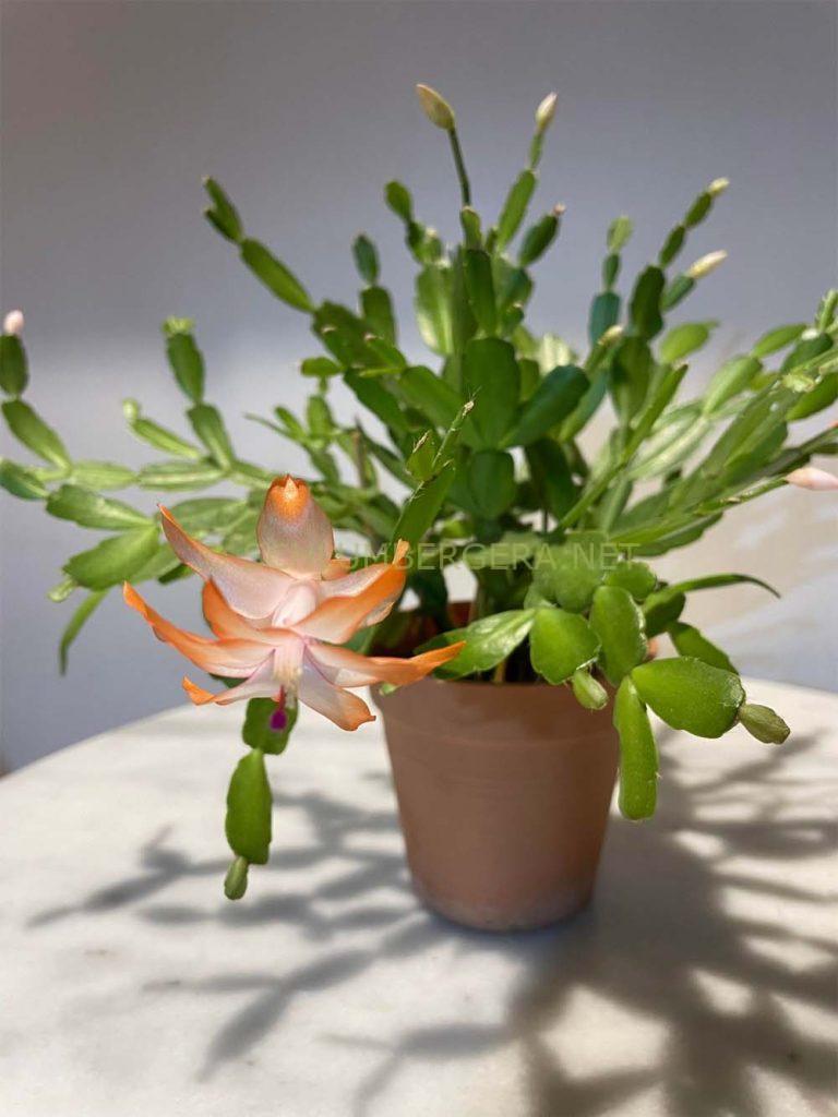 Schlumbergera 'Louanna Lunde'