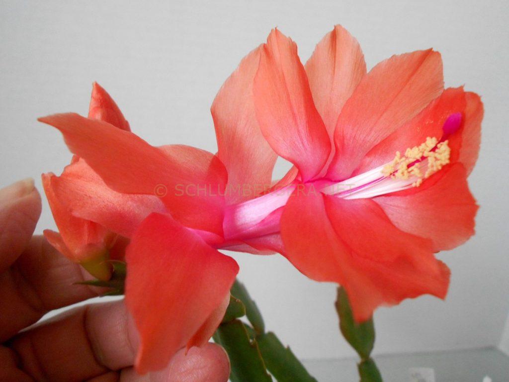 Schlumbergera 'Mijan'