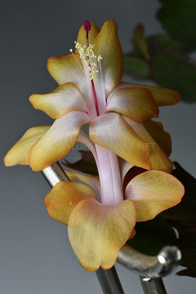 Schlumbergera 'Outono Brazil'