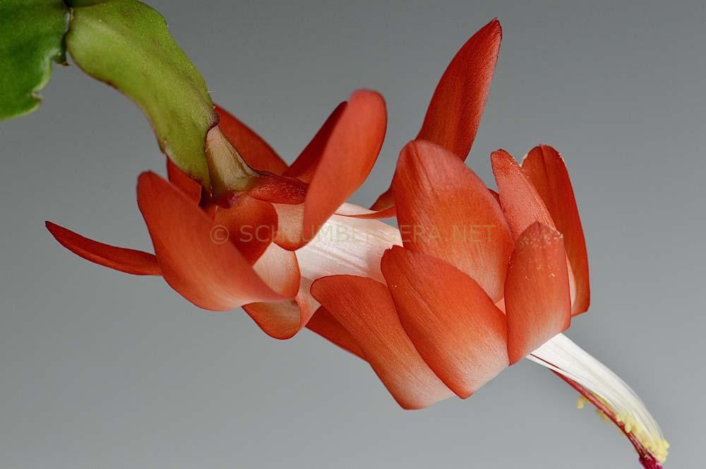 Schlumbergera 'Parana Brazil'