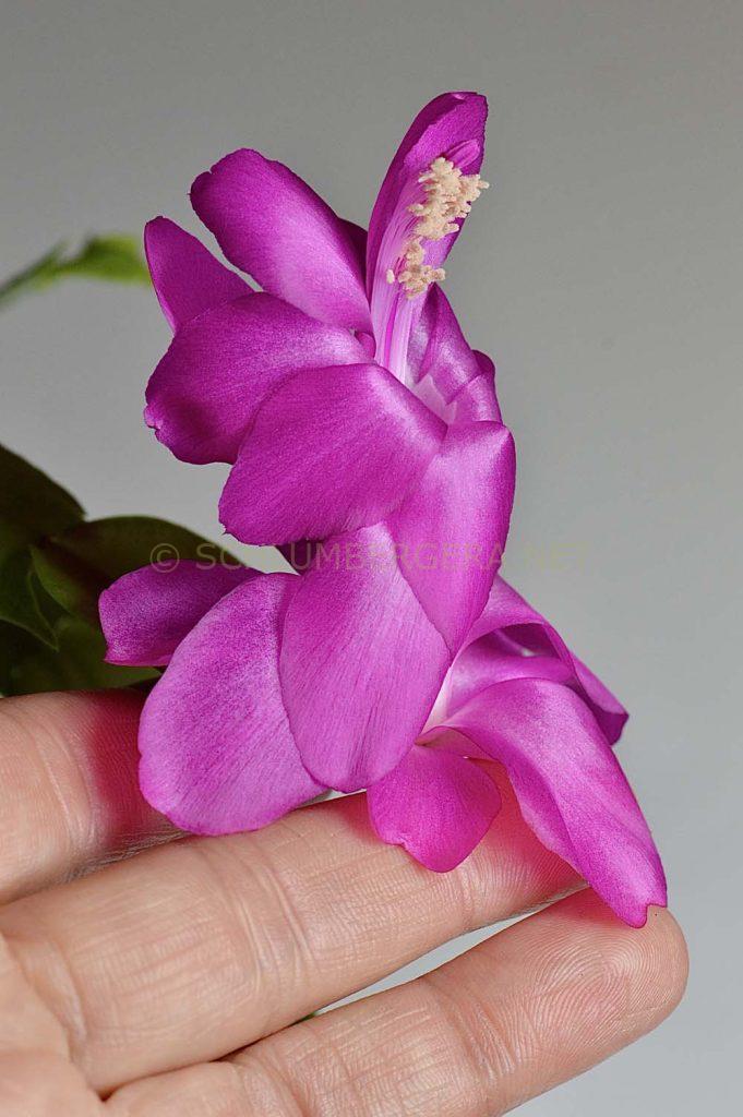 Schlumbergera 'Purple Dancer'