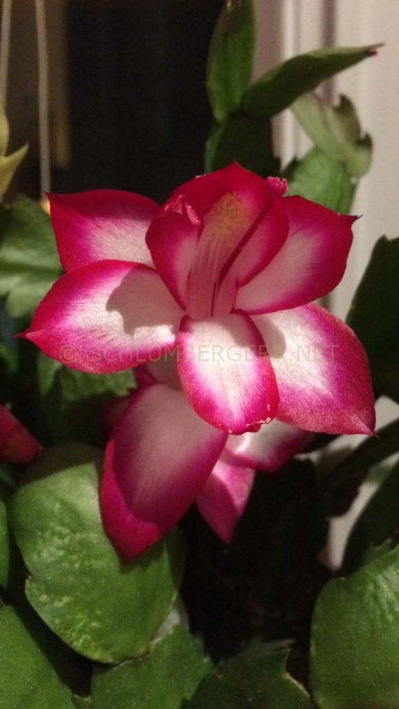 Schlumbergera 'Salsa Dancer'