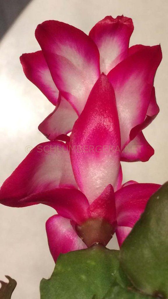 Schlumbergera 'Salsa Dancer'