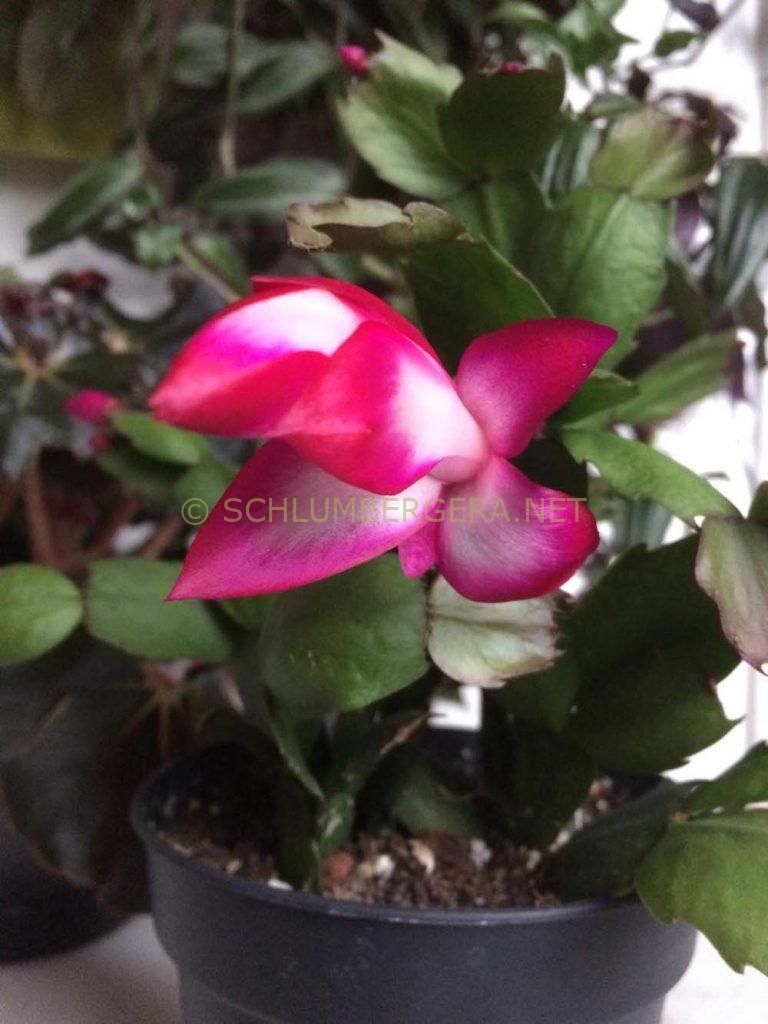 Schlumbergera 'Salsa Dancer'