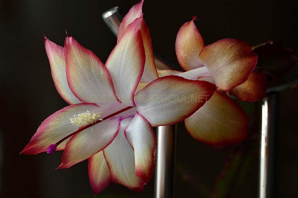 Schlumbergera 'Samba Brazil'