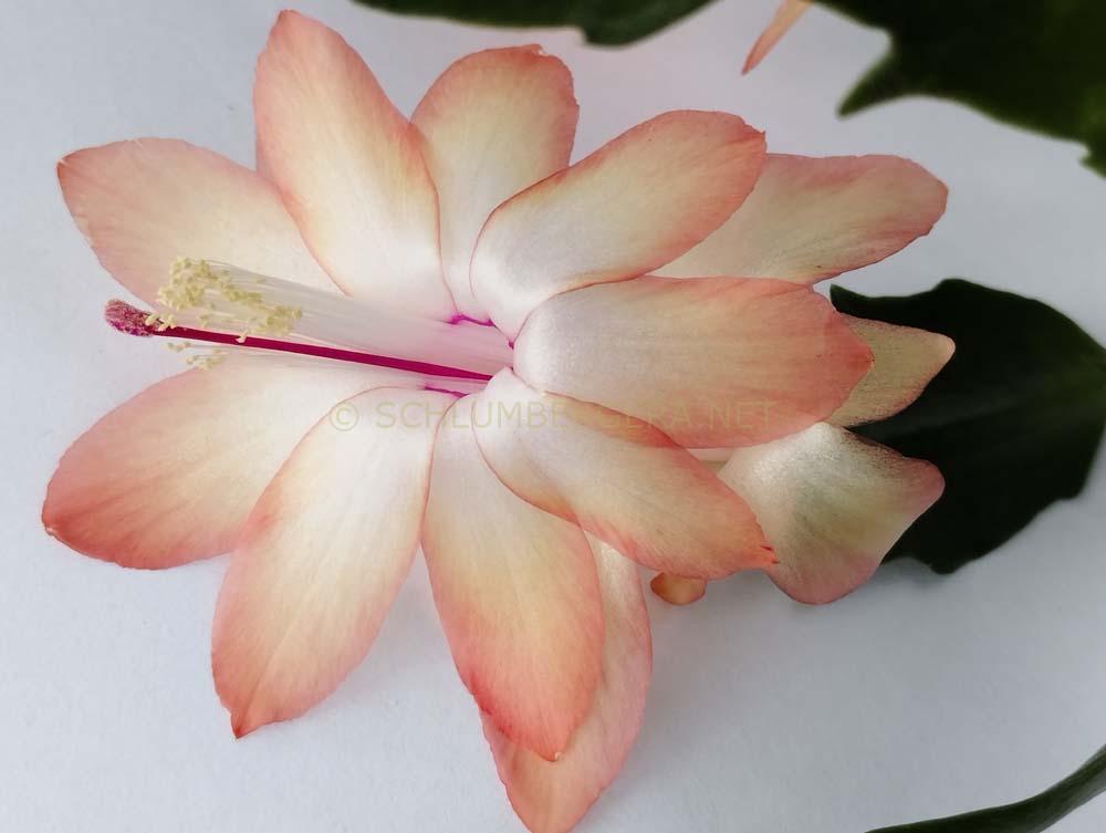 Schlumbergera 'Senorita Laika'