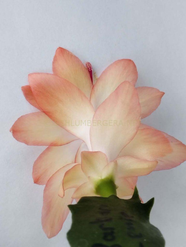 Schlumbergera 'Senorita Laika'