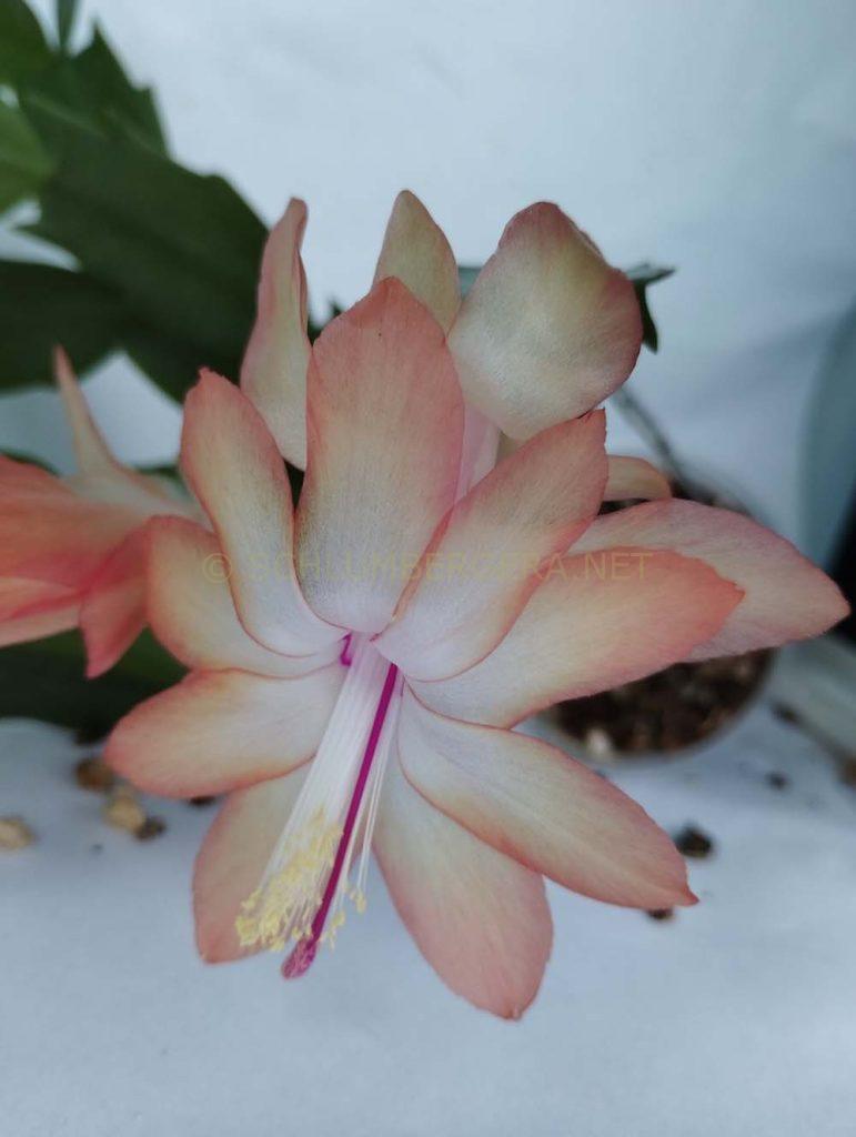 Schlumbergera 'Senorita Laika'