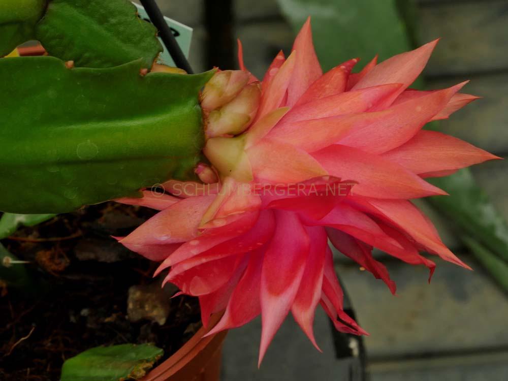 Schlumbergera 'Tropicana Jubilee'