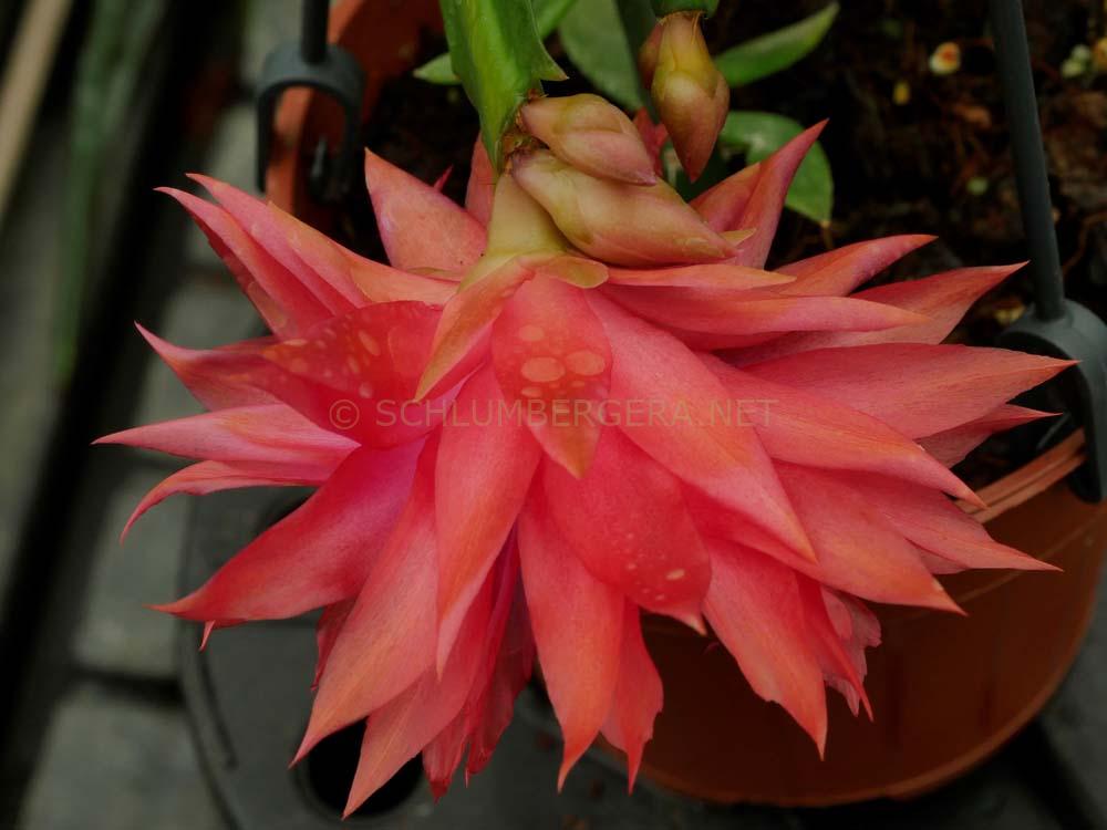 Schlumbergera 'Tropicana Jubilee'