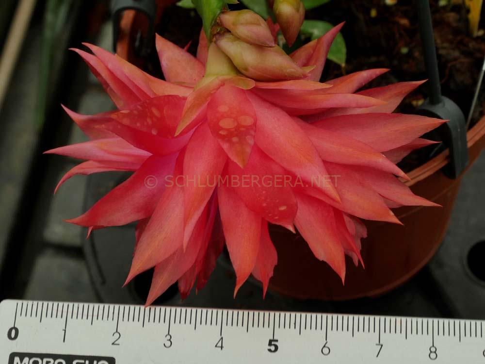 Schlumbergera 'Tropicana Jubilee'