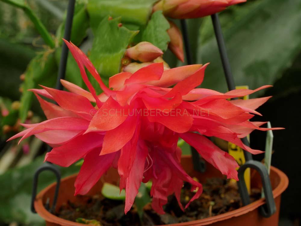 Schlumbergera 'Tropicana Jubilee'