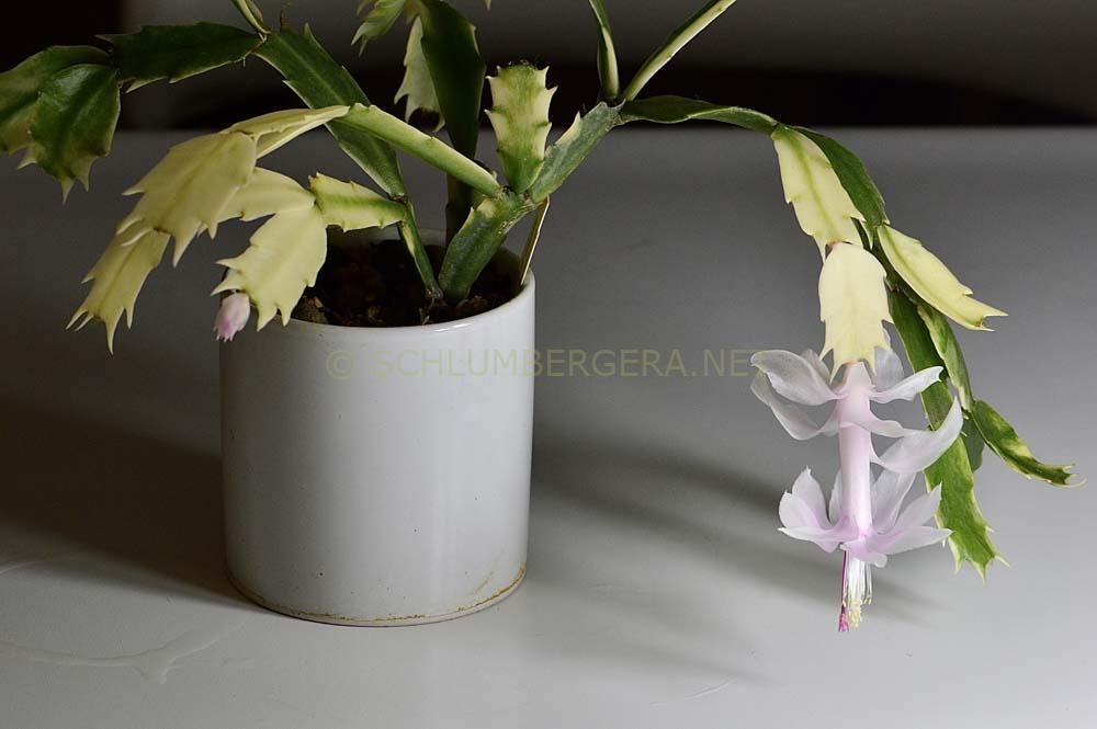 Schlumbergera 'White Bell Variegated'