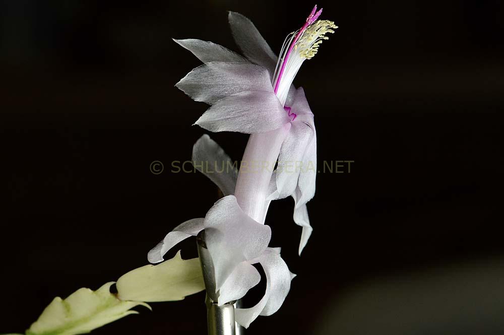 Schlumbergera 'White Bell Variegated'