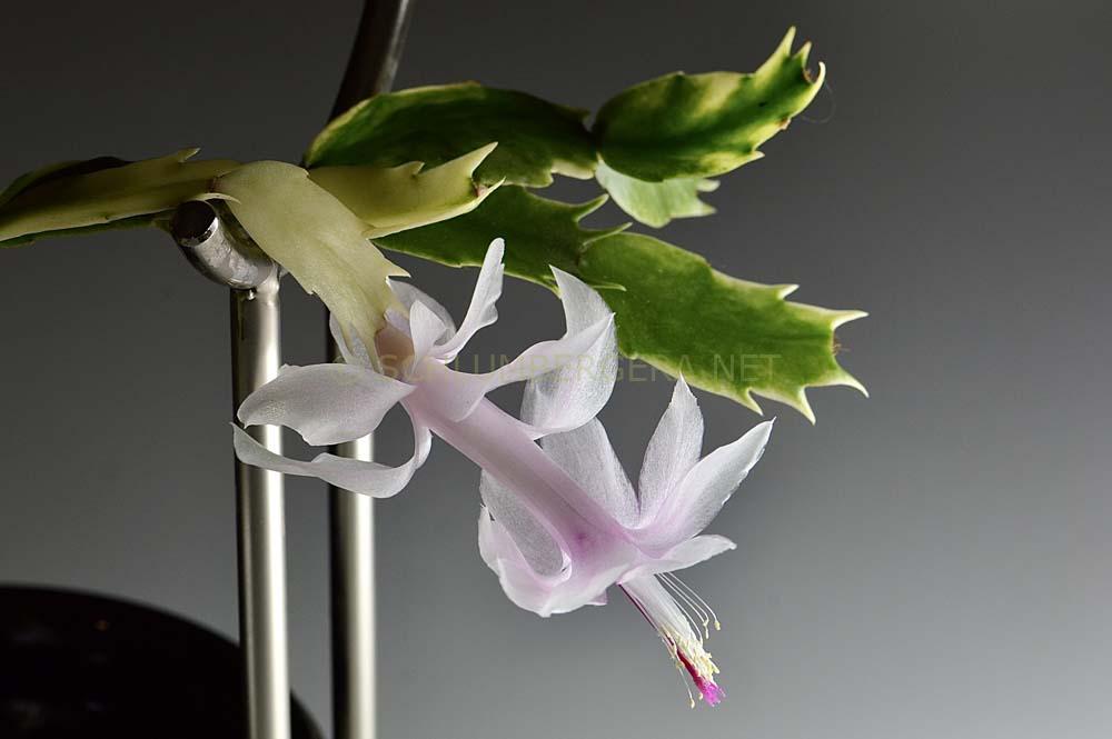 Schlumbergera 'White Bell Variegated'