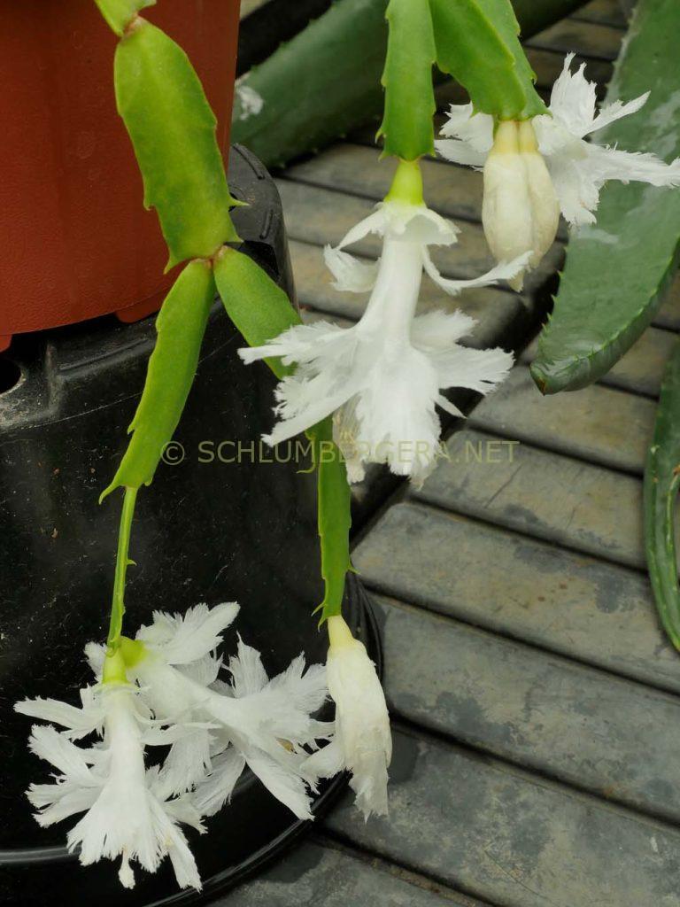 Schlumbergera 'White Flamenco'