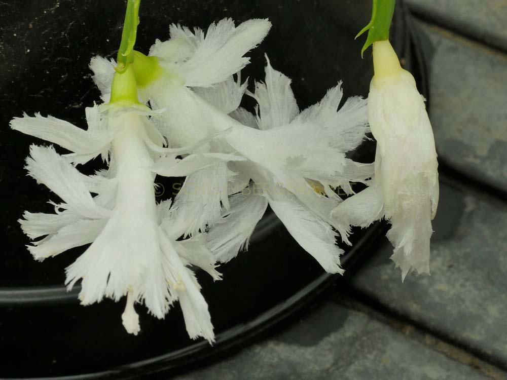 Schlumbergera 'White Flamenco'