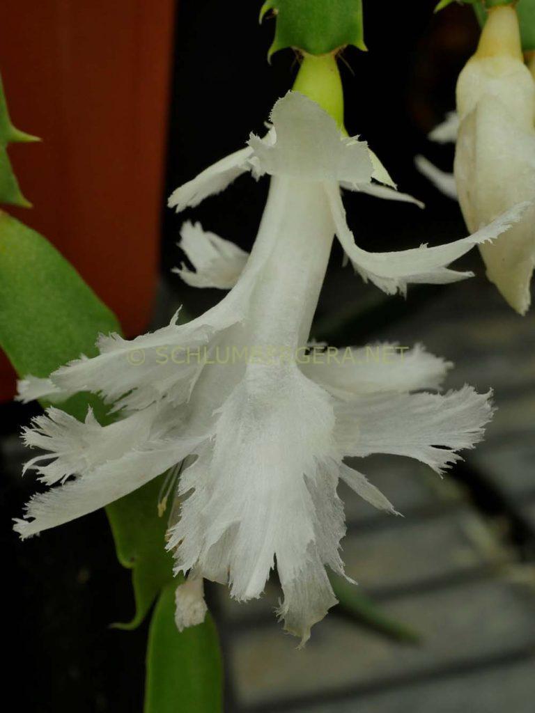 Schlumbergera 'White Flamenco'