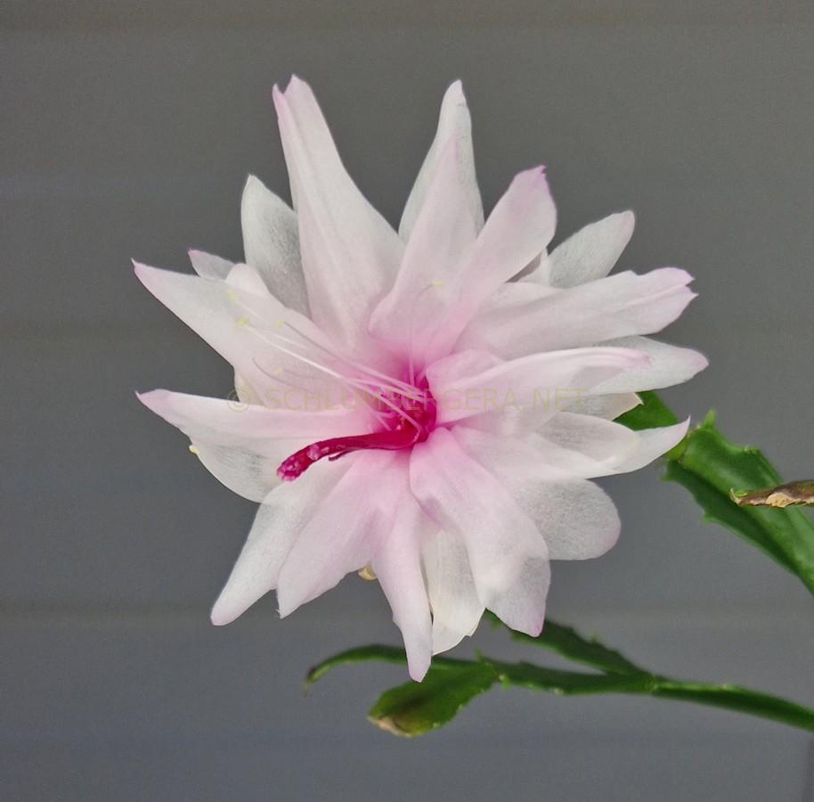 Schlumbergera 'Angel's Cloud'