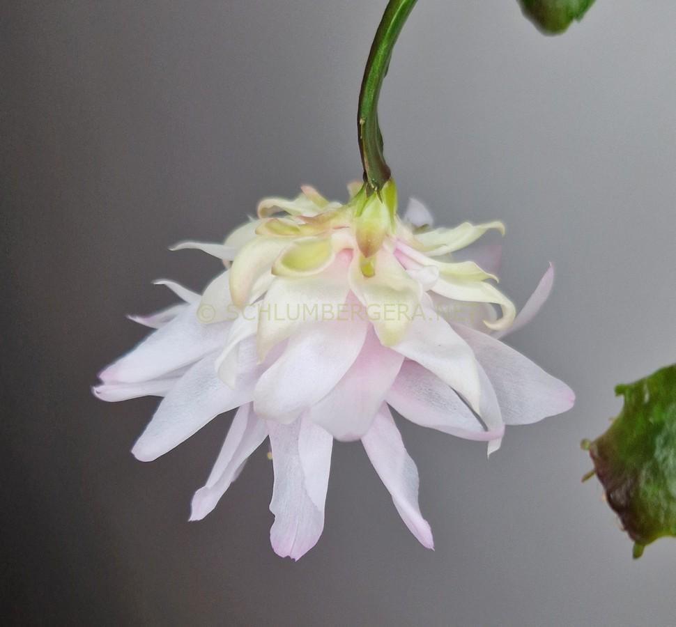 Schlumbergera 'Angel's Cloud'