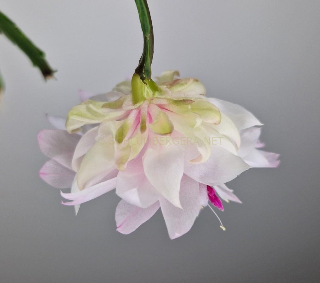 Schlumbergera 'Angel's Cloud'