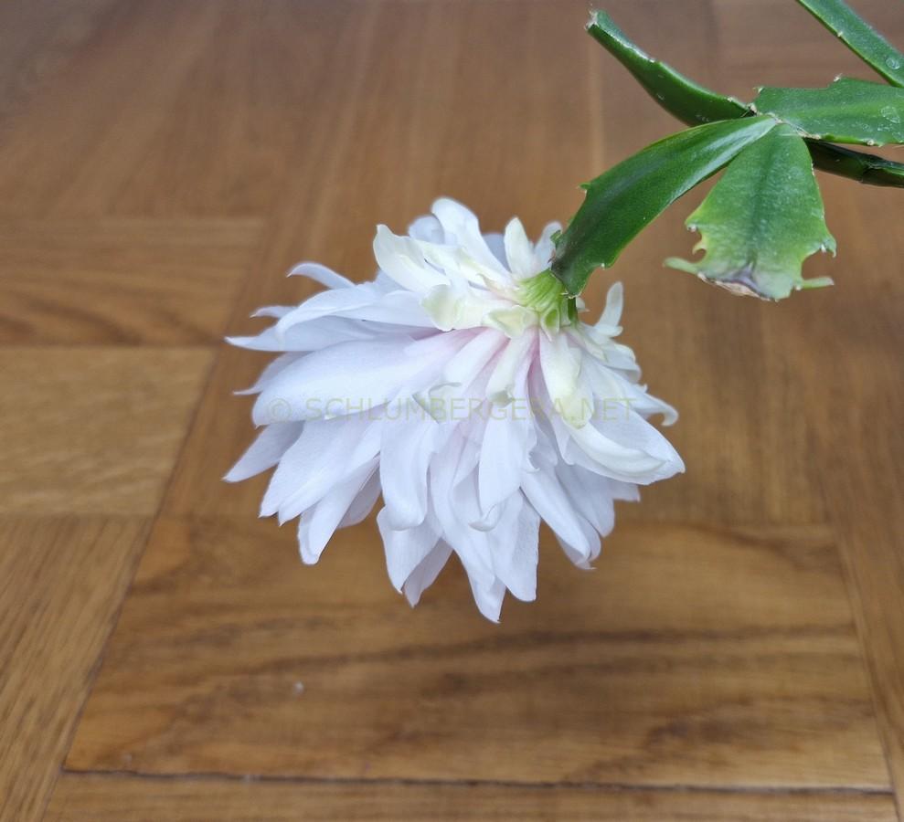 Schlumbergera 'Angel's Cloud'