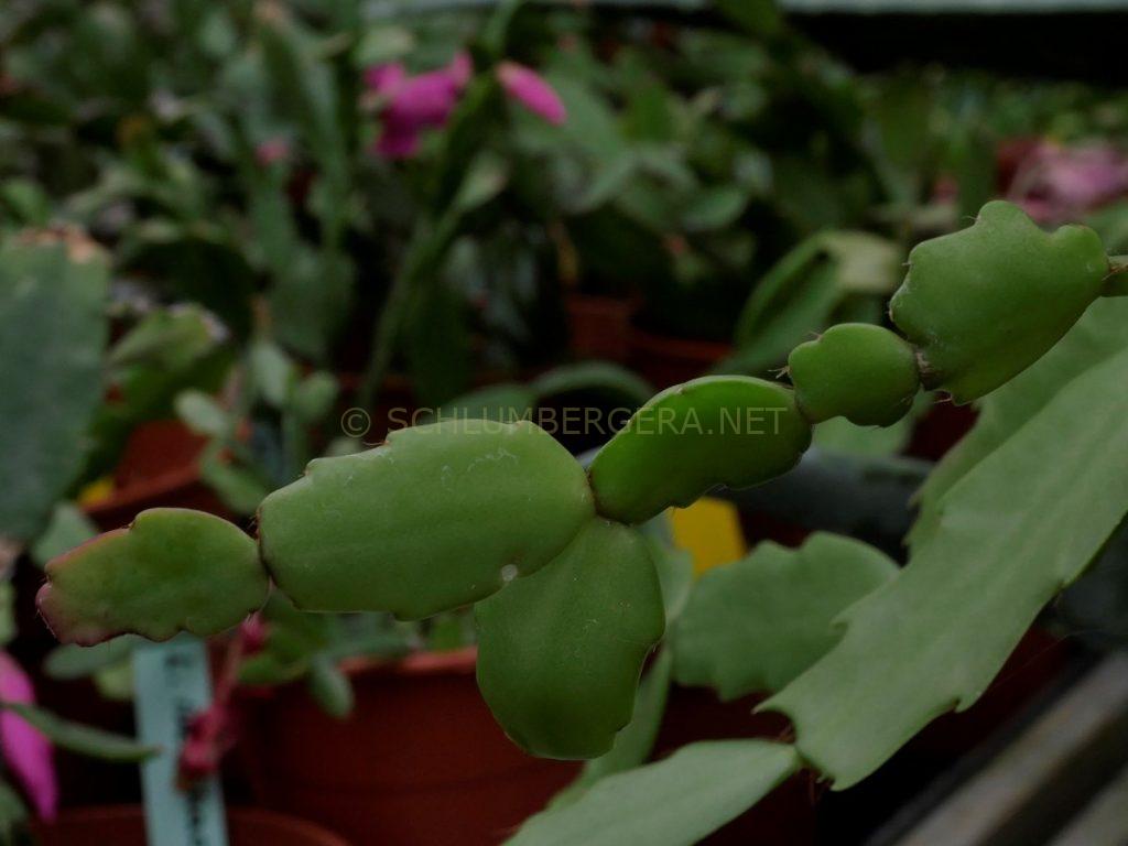 Schlumbergera 'Bloody Mary'