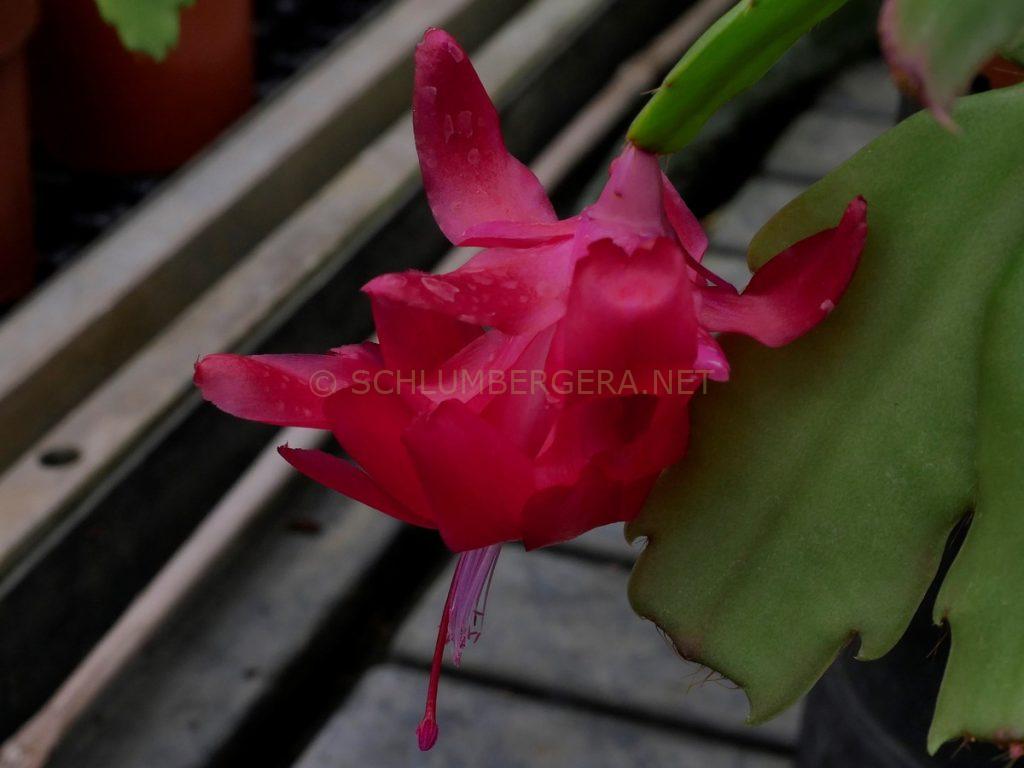 Schlumbergera 'Bloody Mary'