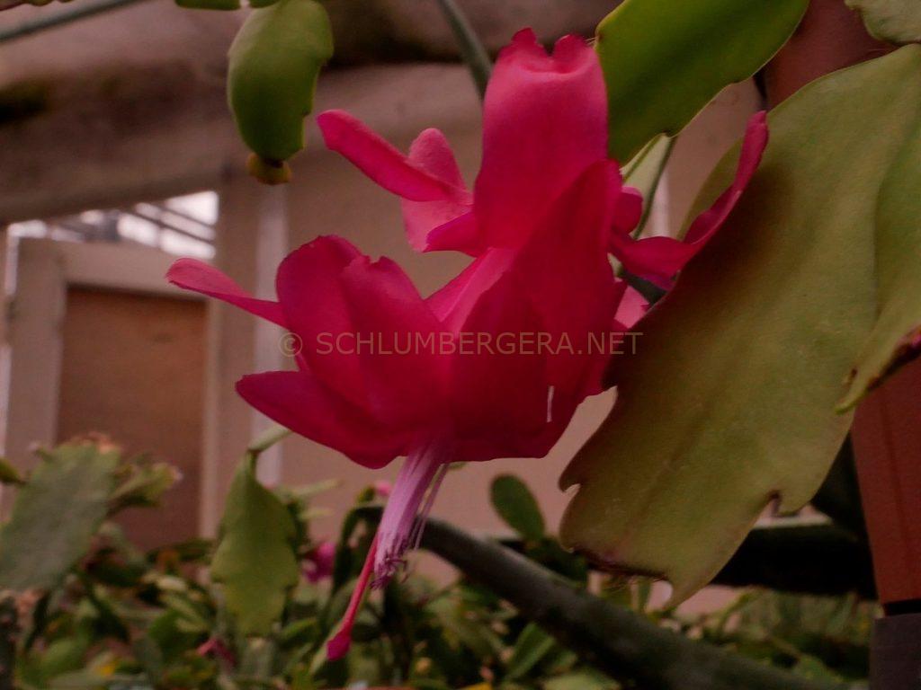 Schlumbergera 'Bloody Mary'