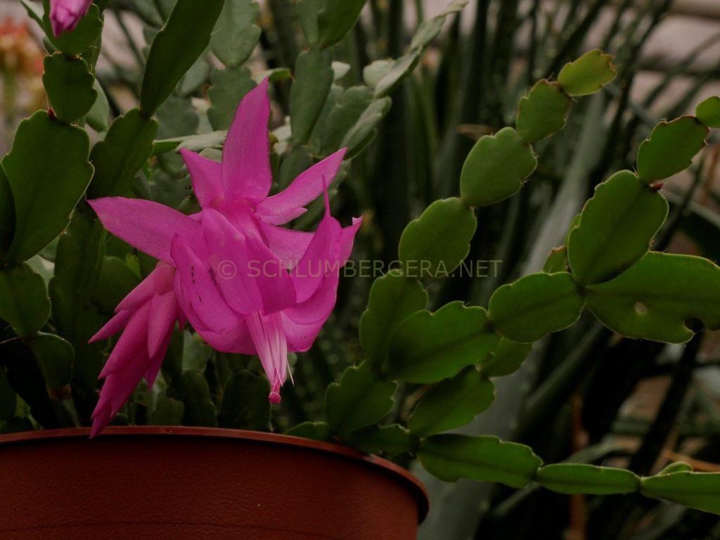 Schlumbergera 'Christmas Bells'