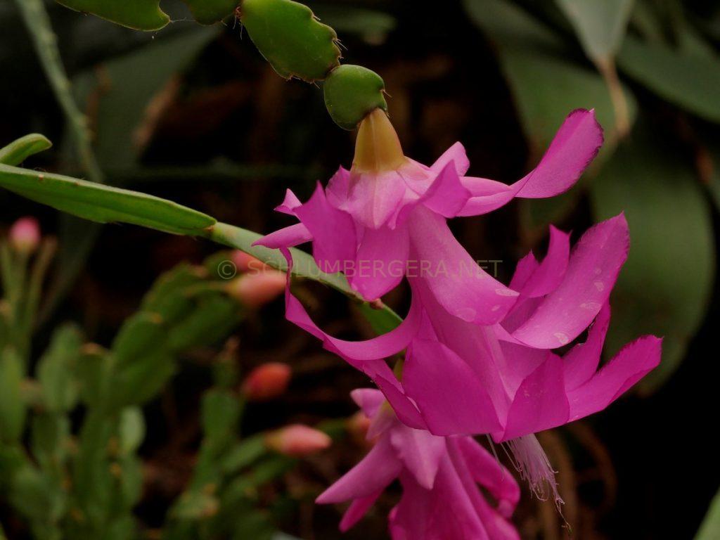 Schlumbergera 'Christmas Bells'