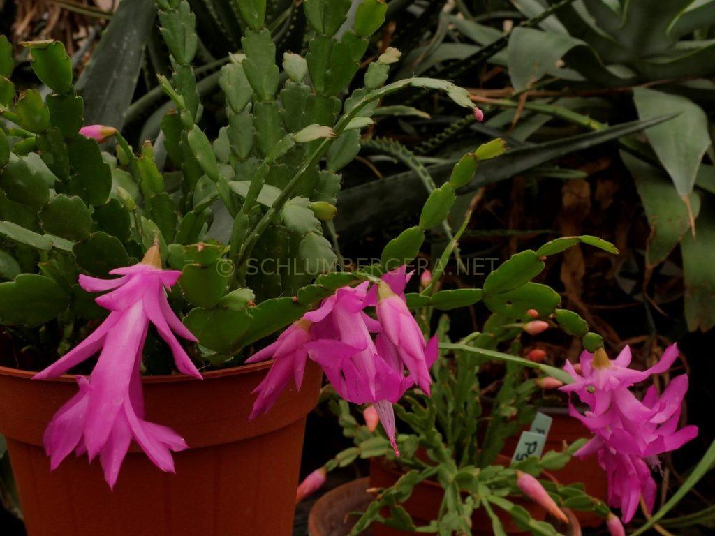 Schlumbergera 'Christmas Bells'