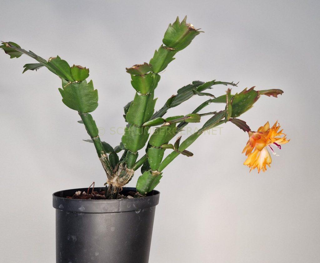 Schlumbergera 'Double Mango'