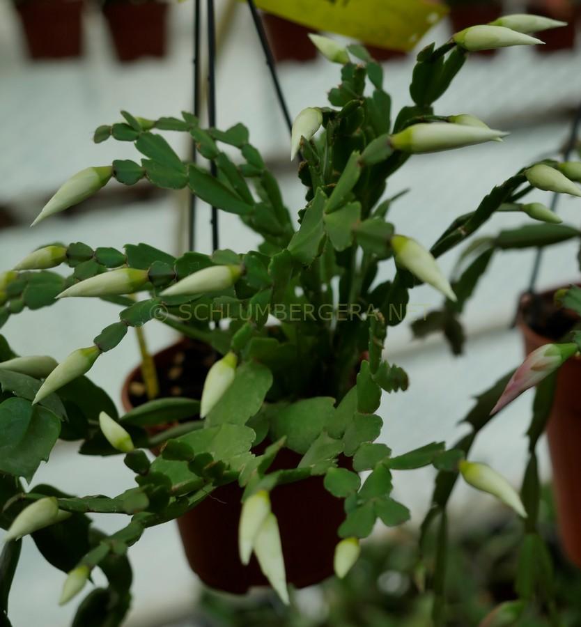 Schlumbergera 'Ice Cold'