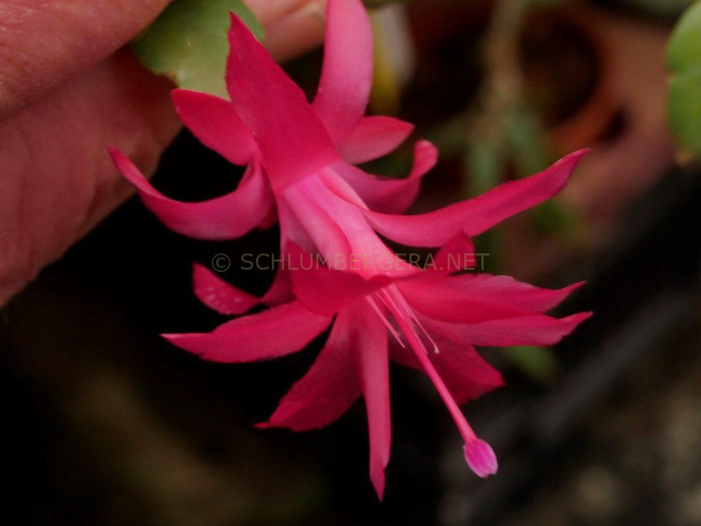 Schlumbergera 'Mini George'