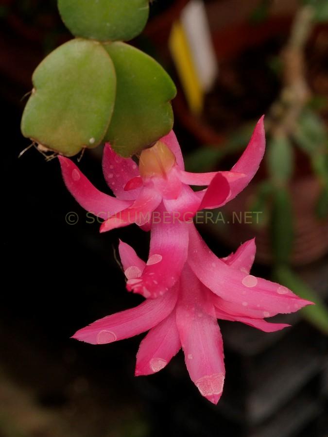 'Mini George' - Schlumbergera and Rhipsalidopsis