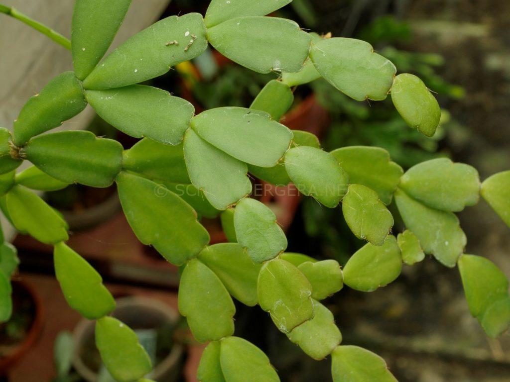 Schlumbergera 'Mini George'