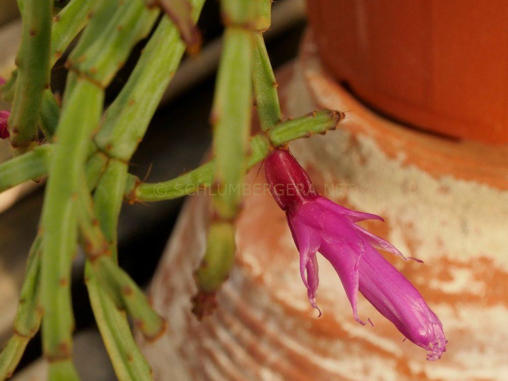 Schlumbergera 'Mission Impossible'