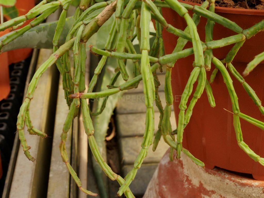 Schlumbergera 'Mission Impossible'