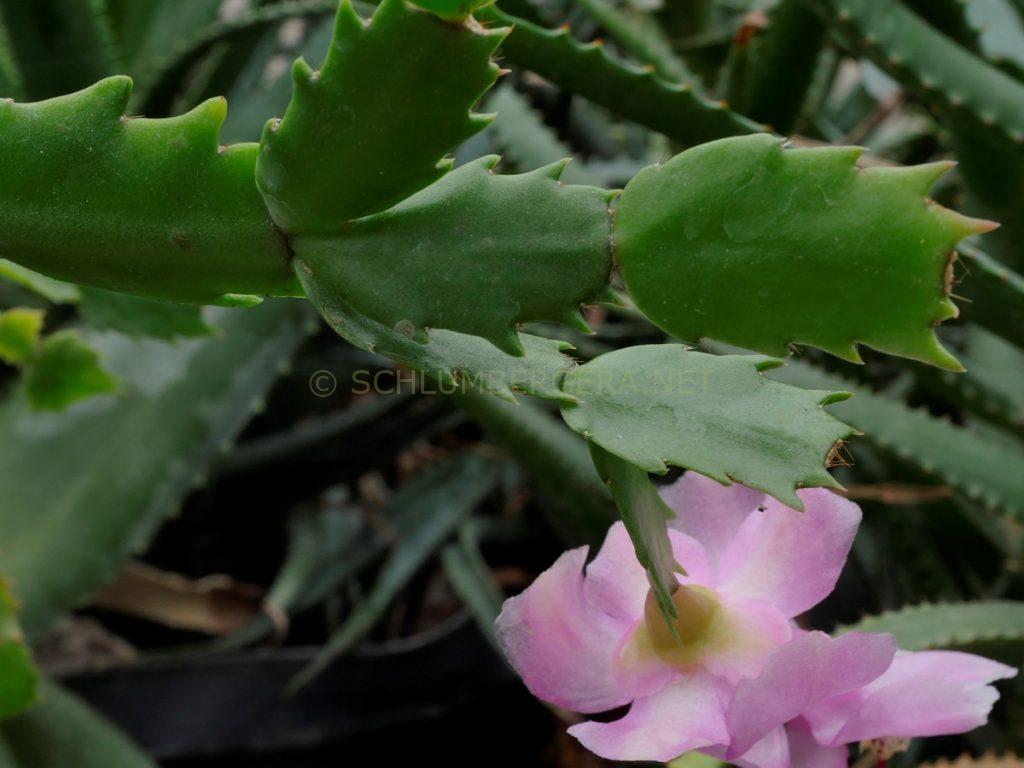 Schlumbergera 'Powder Snow'
