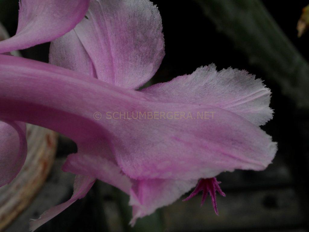 Schlumbergera 'Powder Snow'