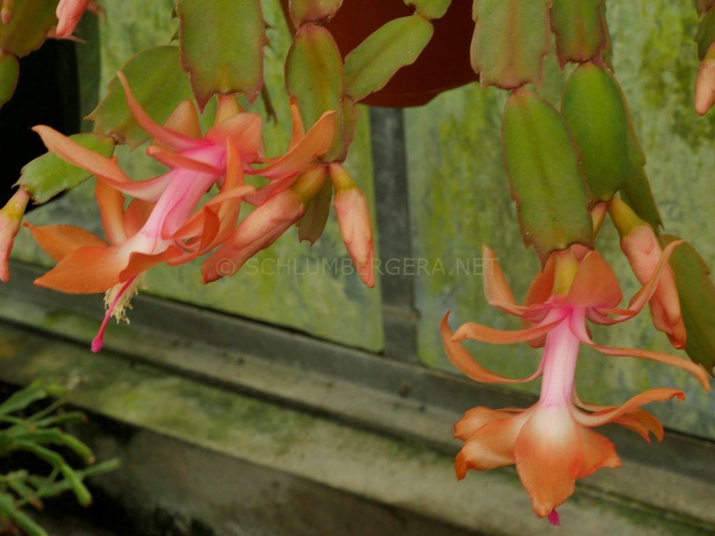 Schlumbergera 'Precious Moments'