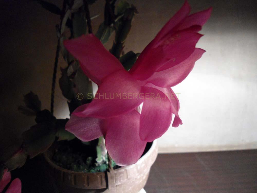 Schlumbergera 'Ellery's Rita'