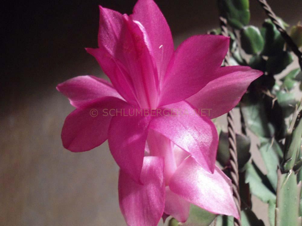 Schlumbergera 'Ellery's Rita'