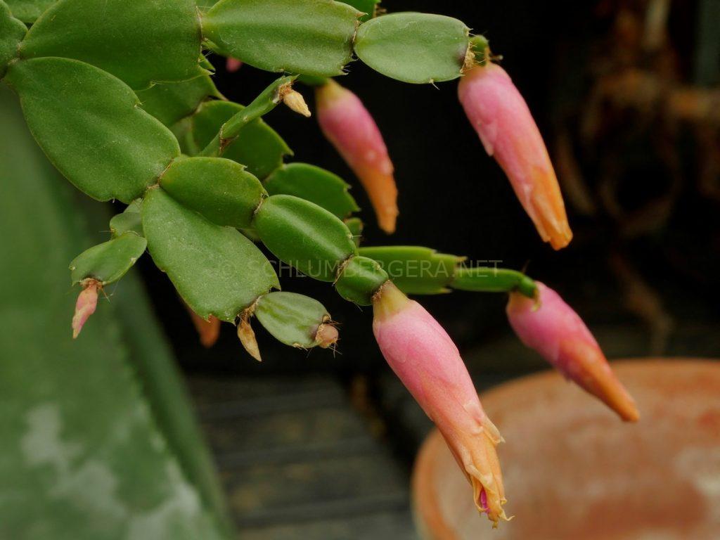 'Tequila Sunrise' Schlumbergera and Rhipsalidopsis