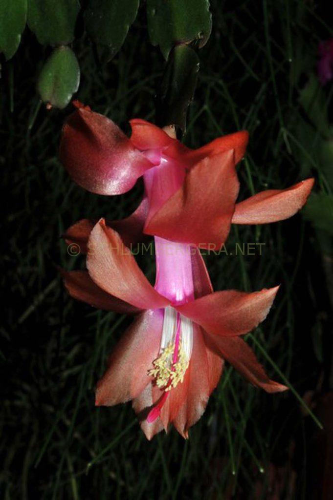 Schlumbergera 'Thor Bella'