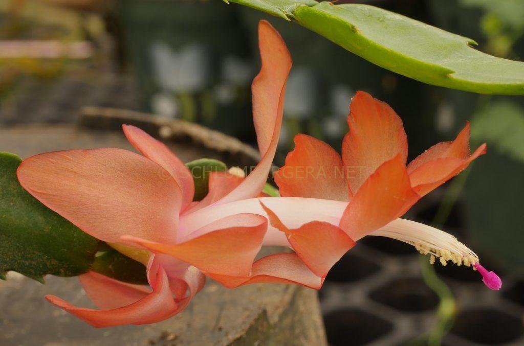 Schlumbergera 'Variegated Orange'